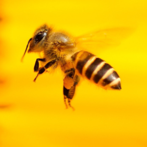 Sunflower attracts inbound lead of flying bee with nectar