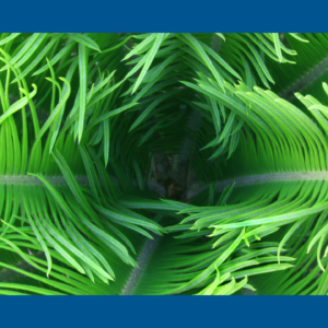 Thriving green plant