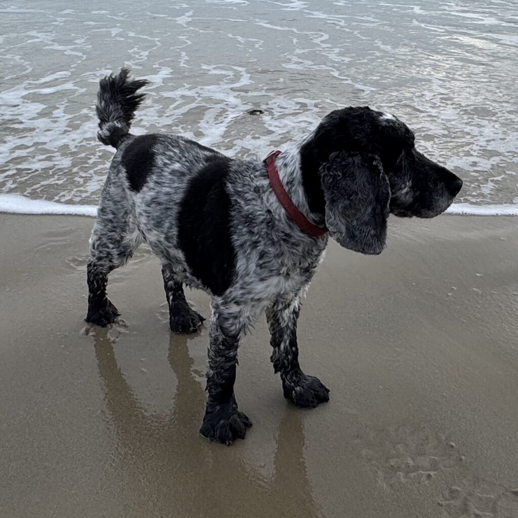 Black and white cocker spaniel on the beach